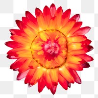 PNG red everlasting flower sticker