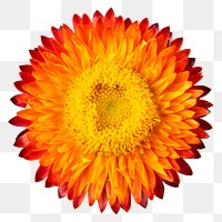 PNG orange strawflower sticker, transparent background