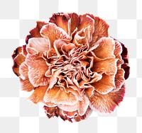 Orange carnation png flower sticker