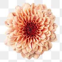 PNG orange chrysanthemum flower sticker