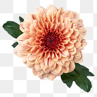 Orange chrysanthemum png flower sticker