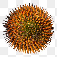 PNG orange pincushion flower sticker