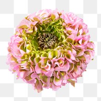 Pink hydrangea png flower sticker