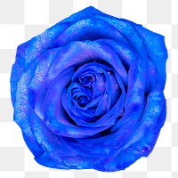 PNG blue rose, flower sticker