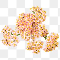 Pink yarrow png flower sticker