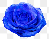 Blue rose png, flower sticker