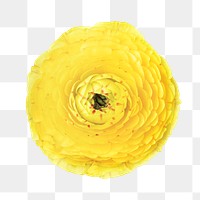 PNG yellow ranunculus, flower sticker