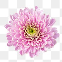 Pink chrysanthemum png flower sticker