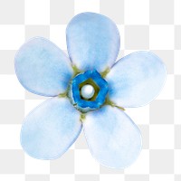 PNG forget me not flower, macro shot, collage element