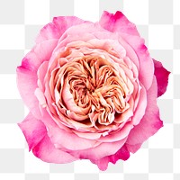 Pink cabbage rose png flower sticker