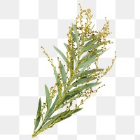 Leaf png, acacia floribunda plant, collage element design