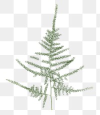 PNG asparagus fern, collage element design