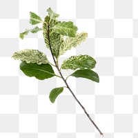 PNG leaf, collage element sticker, transparent background