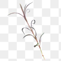 PNG leaf, collage element design, transparent background
