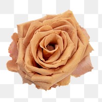 PNG orange rose, flower sticker