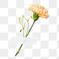 PNG orange carnation, collage element