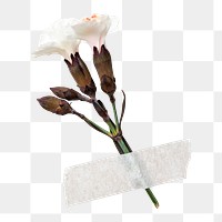 White dianthus flower png, collage element