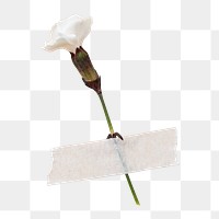 Png white dianthus flower, collage element