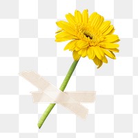 Yellow daisy png, collage element