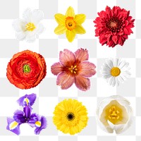 Spring flowers png sticker, collage element