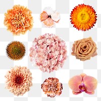 Orange flower png sticker, isolated object set