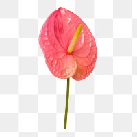 Pink anthurium png leaf flower, botanical image on transparent background