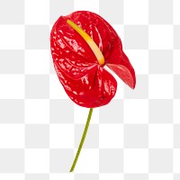 Red anthurium png leaf flower, botanical image on transparent background