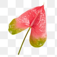 Pink laceleaf png flower, botanical image on transparent background