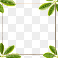 Green leaves with square frame design element