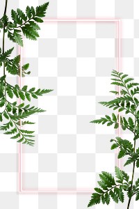 Green leatherleaf fern with a pink rectangle frame design element