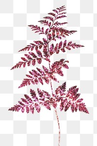 Glittery pink leatherleaf fern design element
