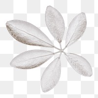 Schefflera Arboricola leaves painted in white design element