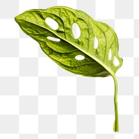 Monstera obliqua leaf design element