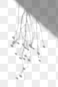 Shadow of hanging plant design element