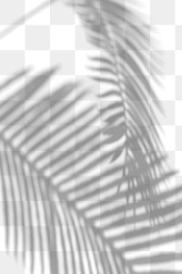 Shadow of palm leaves design element