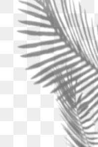 Shadow of palm leaves design element