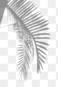 Shadow of palm leaves design element