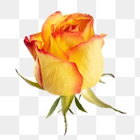 Yellow rose flower transparent png