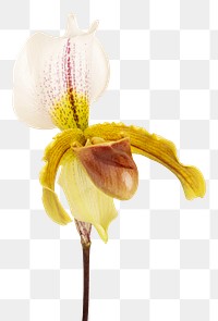 Close up of white Cymbidium Orchid transparent png