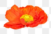 Close up of red poppy flower transparent png