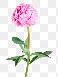 Single pink peony flower with leaves transparent png