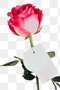 Pink rose flower with a tag transparent png