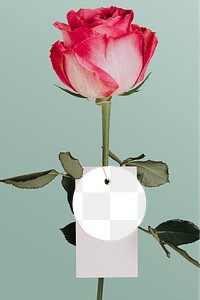 Pink rose flower with a tag transparent png