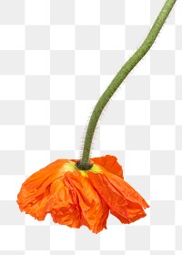 Red poppy flower hanging upside down transparent png