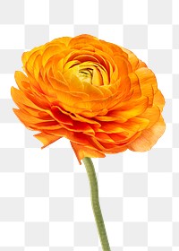 Bright orange ranunculus flower transparent png