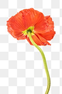 Red poppy flower transparent png