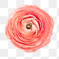Blooming pink ranunculus flower transparent png 