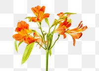 Natural orange Alstroemeria HipHop flower transparent png