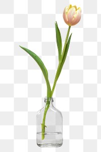 Blooming tulip in a bottle vase transparent png 