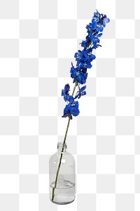 Blooming dark blue delphinium flower in a bottle vase transparent png